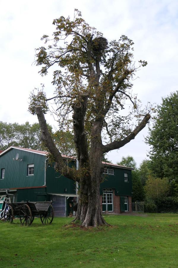 Ferienwohnung Weideglück Osten Exterior foto